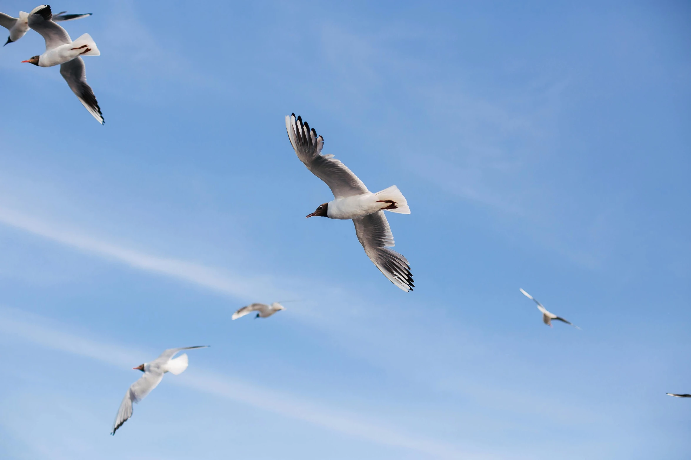 several birds are flying in a formation against the sky