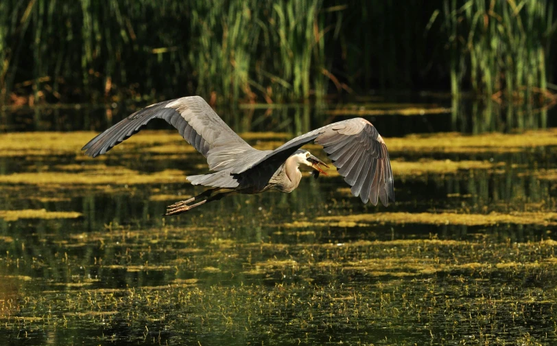 an exotic bird flying over some green reeds