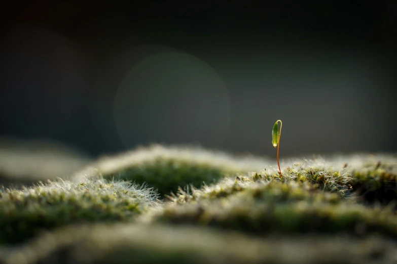 a very close up view of a tiny green plant