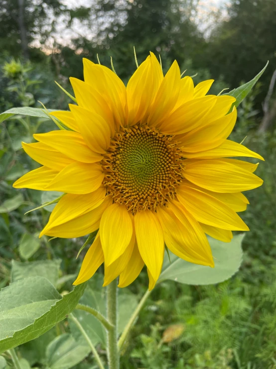 a bright sunflower with a green stem