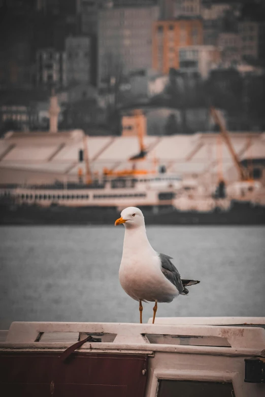 a bird is sitting on a railing near the water