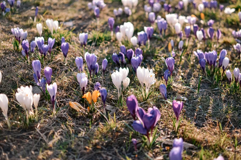 the field of crocnets is covered in purple and white flowers