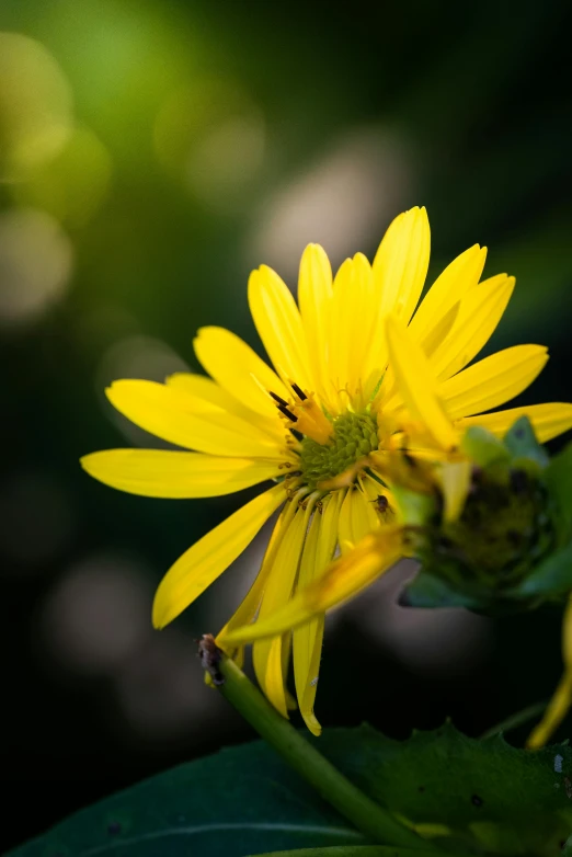 a yellow flower with a bug on it