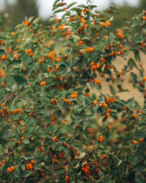 a bush with tiny orange berries on the nches