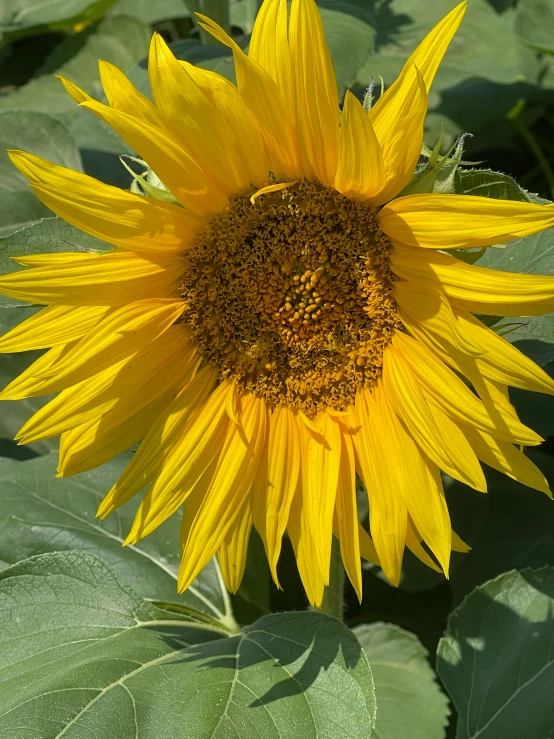 a very big sunflower that has been blooming