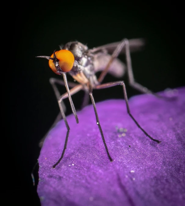 an orange and black bug is on top of purple surface