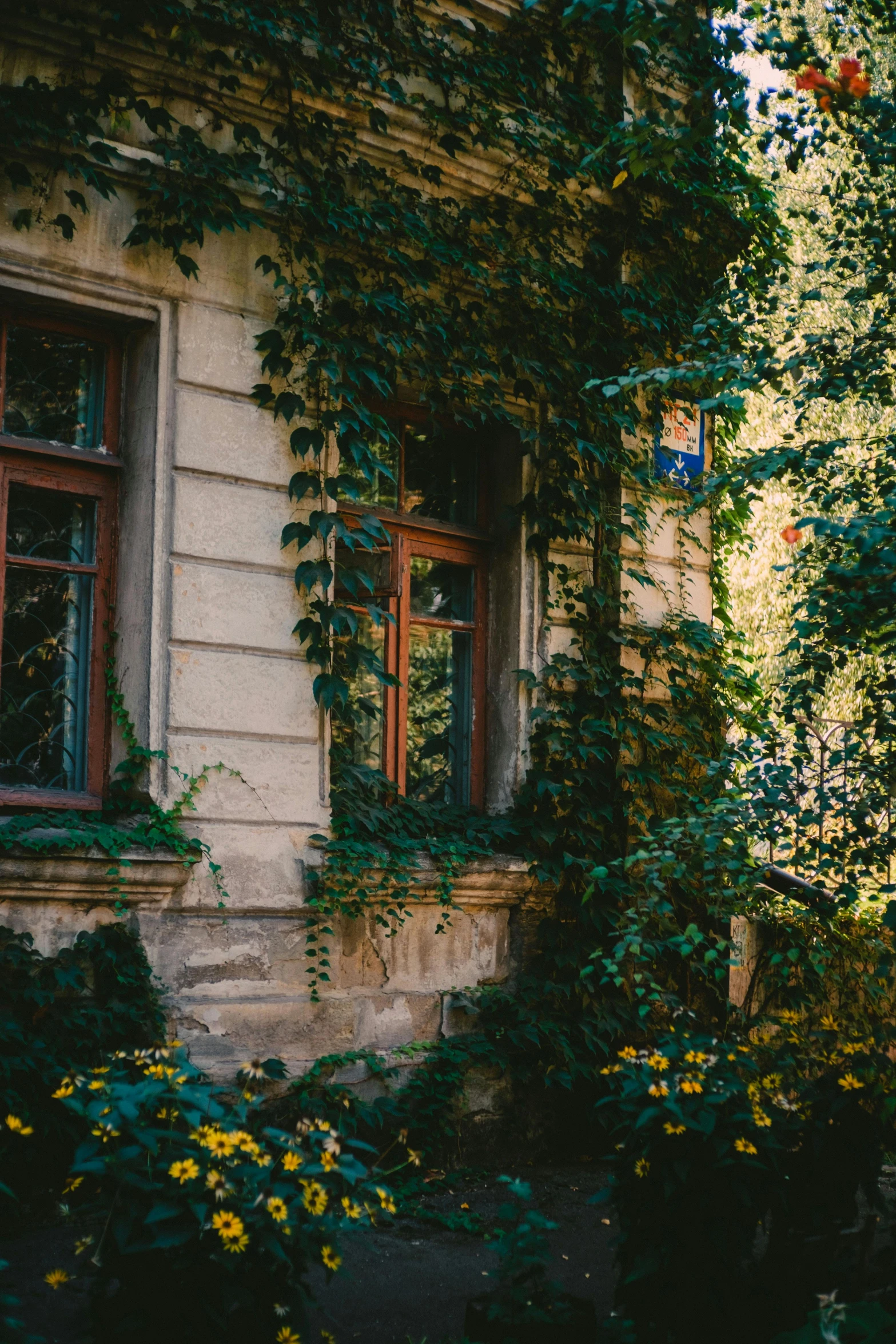 some ivy growing over a windows and doors