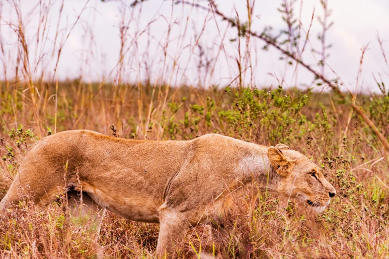 a lion walks through tall brown grass