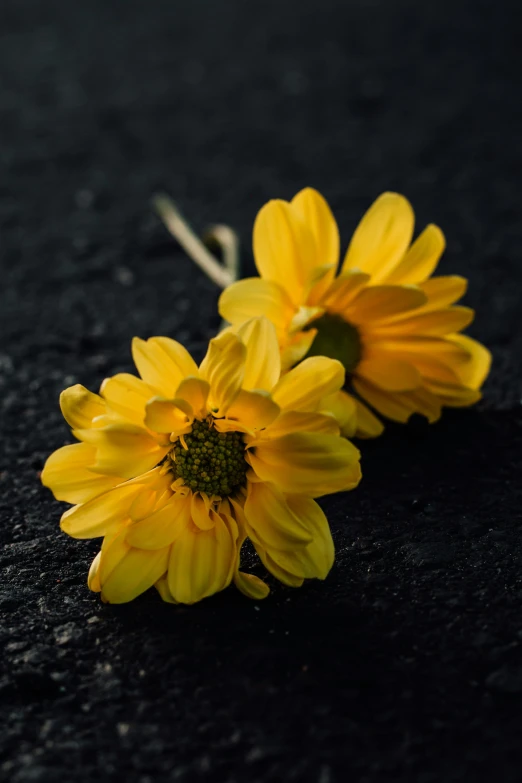 two yellow sunflowers sitting in the middle of asphalt