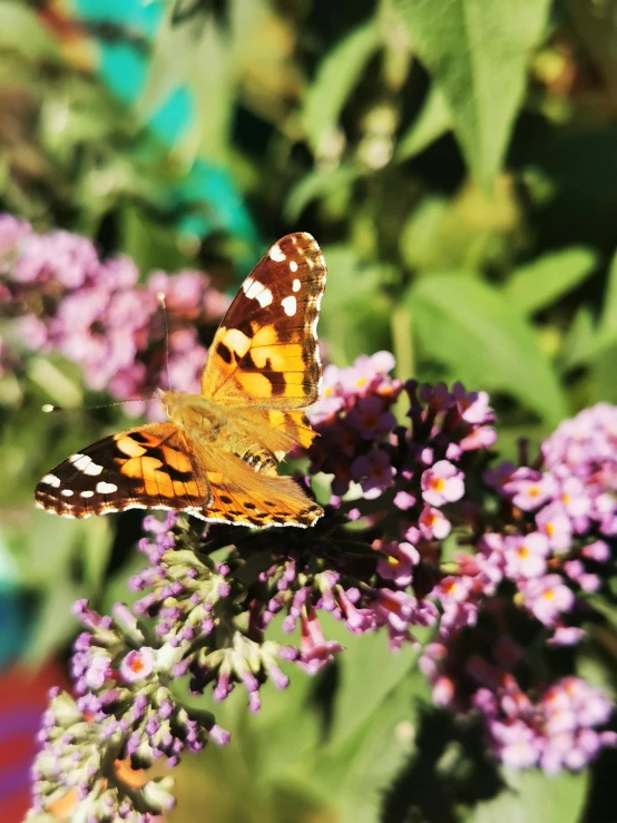 two small erflies on some pink flowers