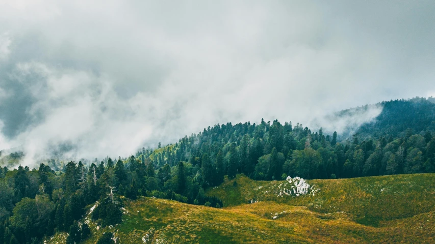 a grassy slope with trees on a cloudy day