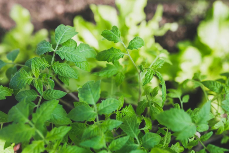 plants that have green leaves on them with a brown background