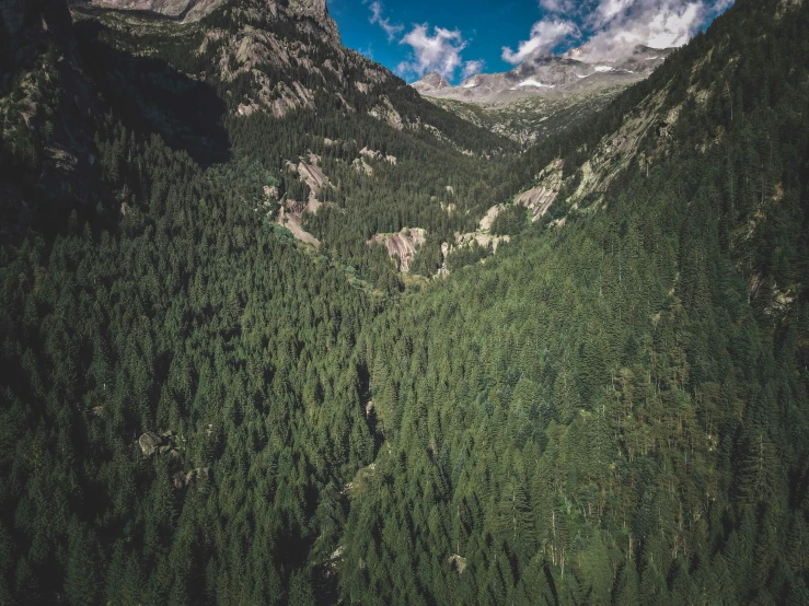 mountains with very tall trees below