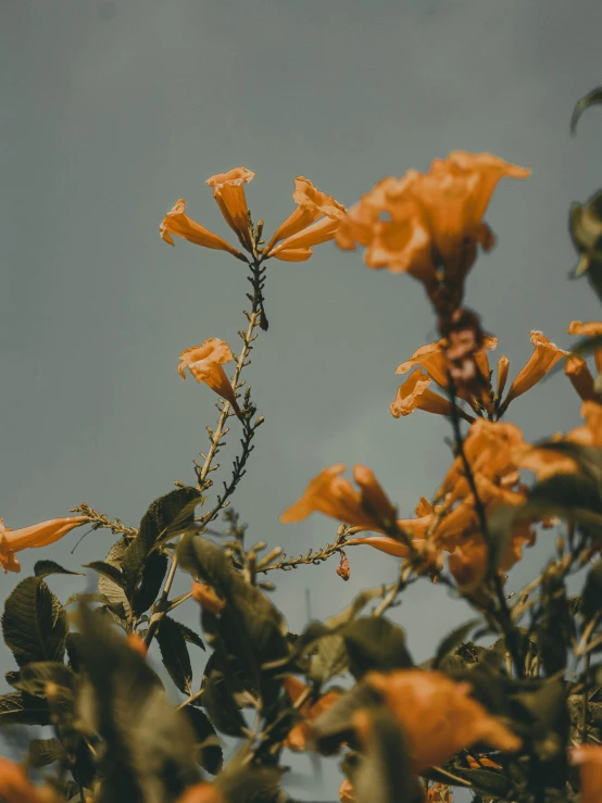 the leaves and flowers are orange against the blue sky