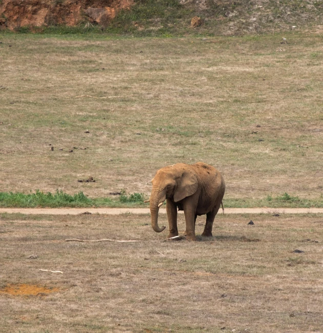 an elephant standing alone in the middle of a field