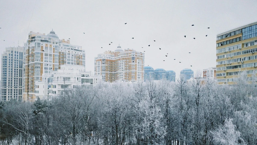 birds fly around a snowy city with tall buildings