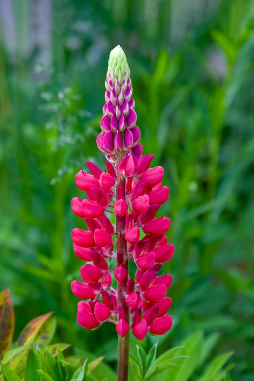 some red and purple flowers in front of green plants