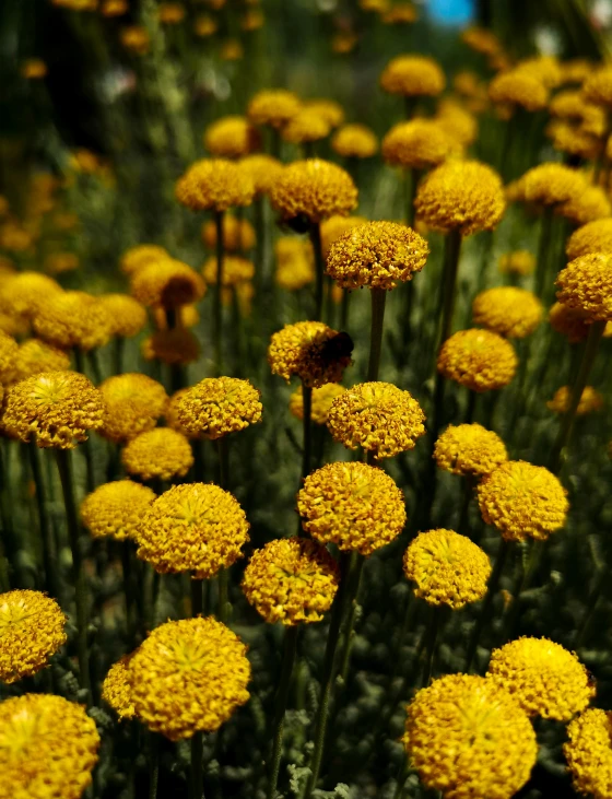 some yellow flowers growing in the grass outside