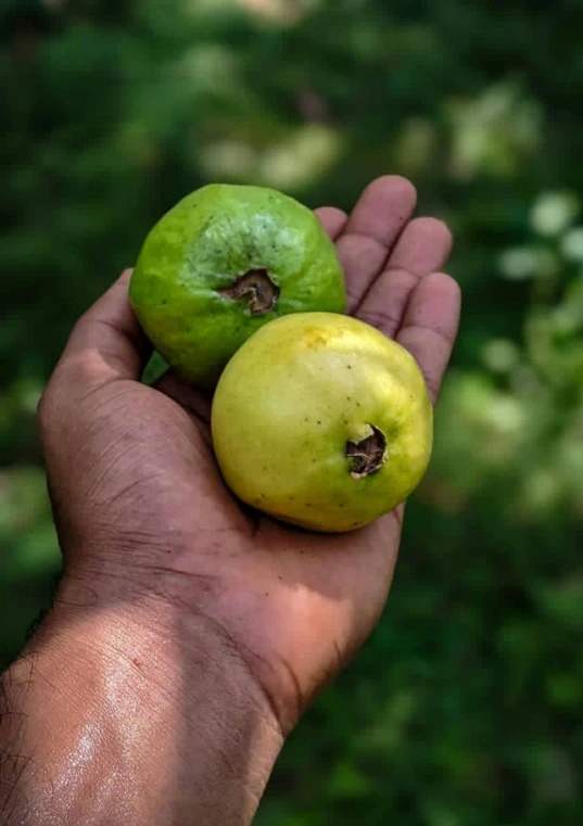 hand holding two green apples in front of trees