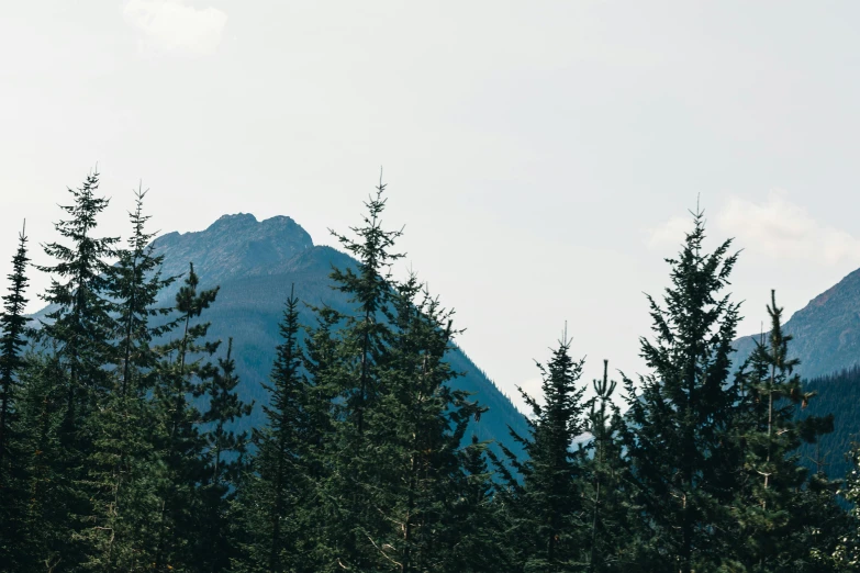 pine trees in front of the tops of mountains