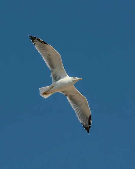 white bird flying on a blue sky with its wings extended