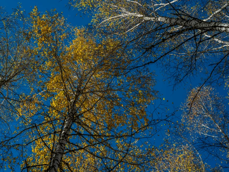 three trees that are standing in the forest