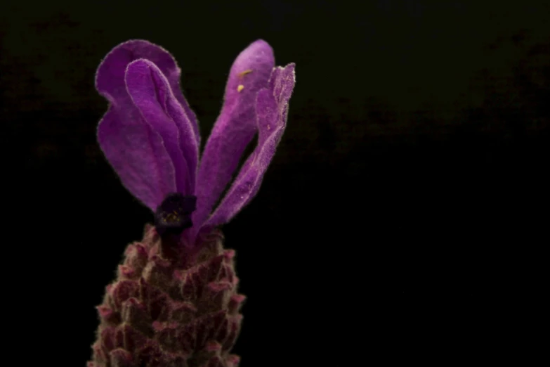 a close up view of a flower on a black background