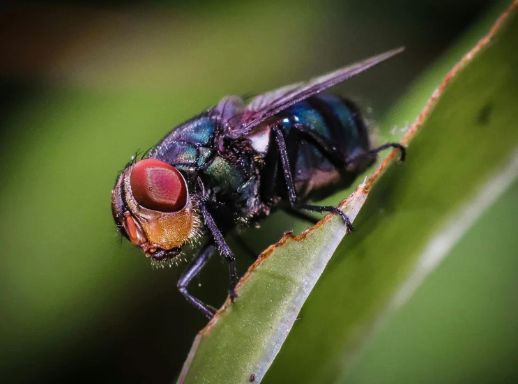 a large blue bug on top of a plant leaf