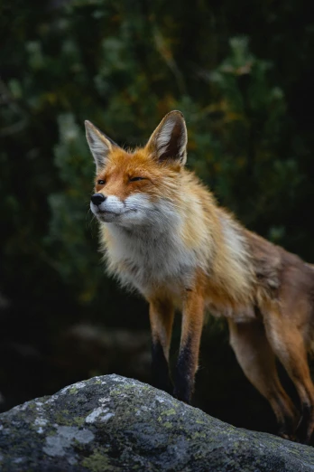 a fox is standing on the rocks looking to its left