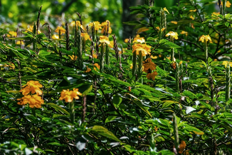 yellow flowers are blooming in the green brush