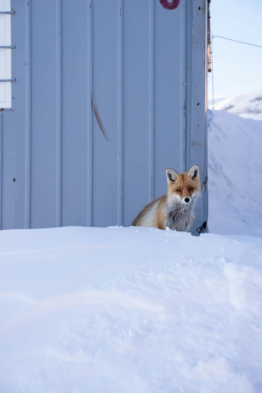 a fox peeking from behind snow covered walls