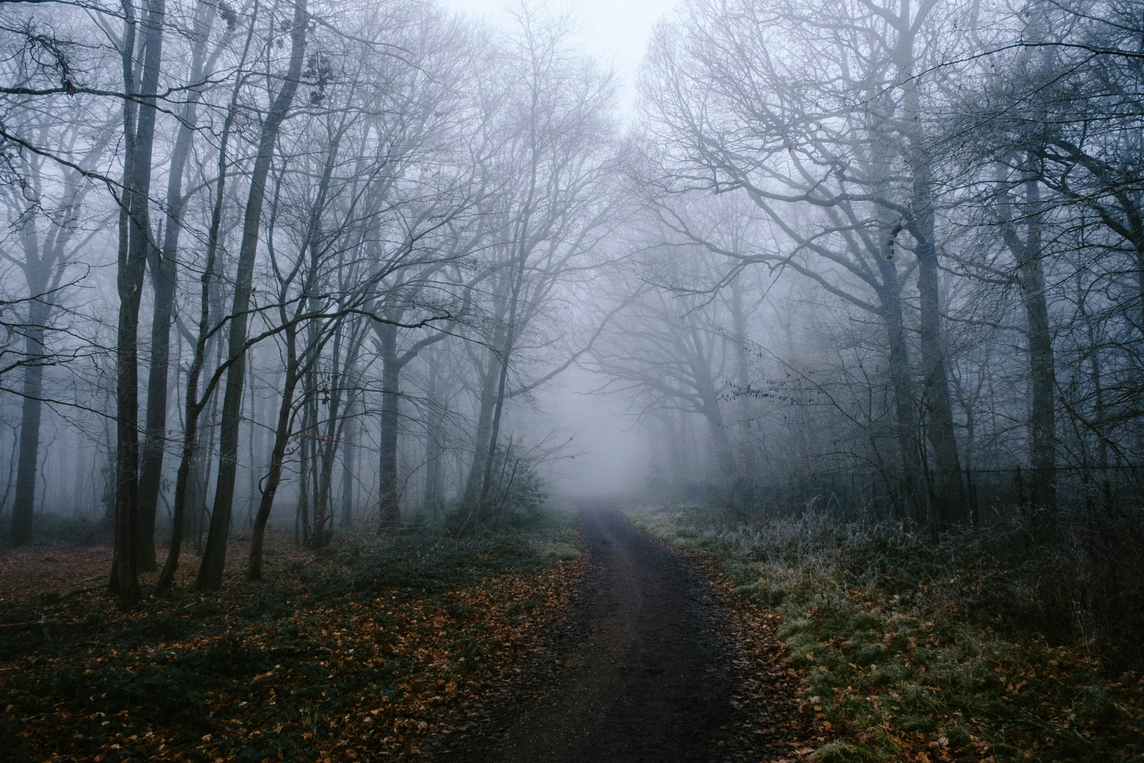 a trail in the middle of the woods on a cloudy day