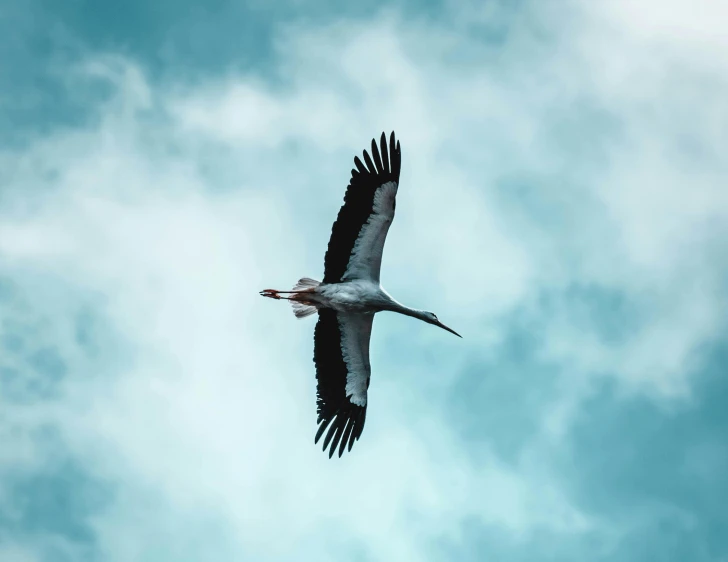 a big bird flying through the blue sky