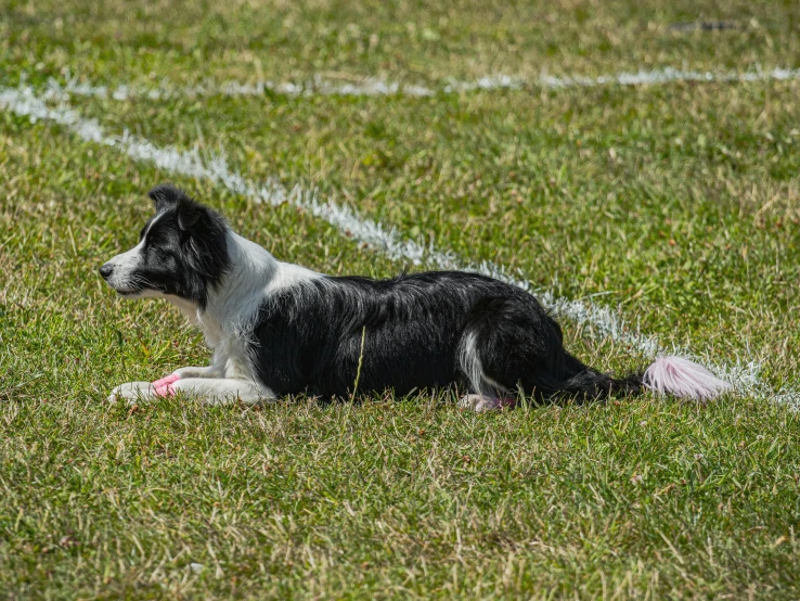 a black and white dog sitting on the grass