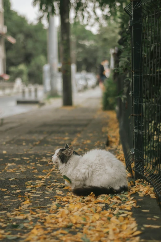 a cat is sitting on the side walk next to a fence