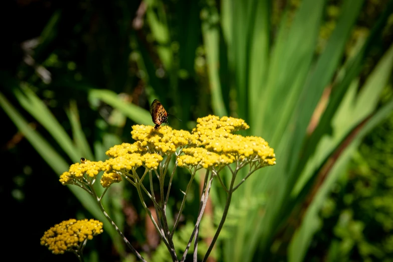 the yellow flowers and green leaves are close together