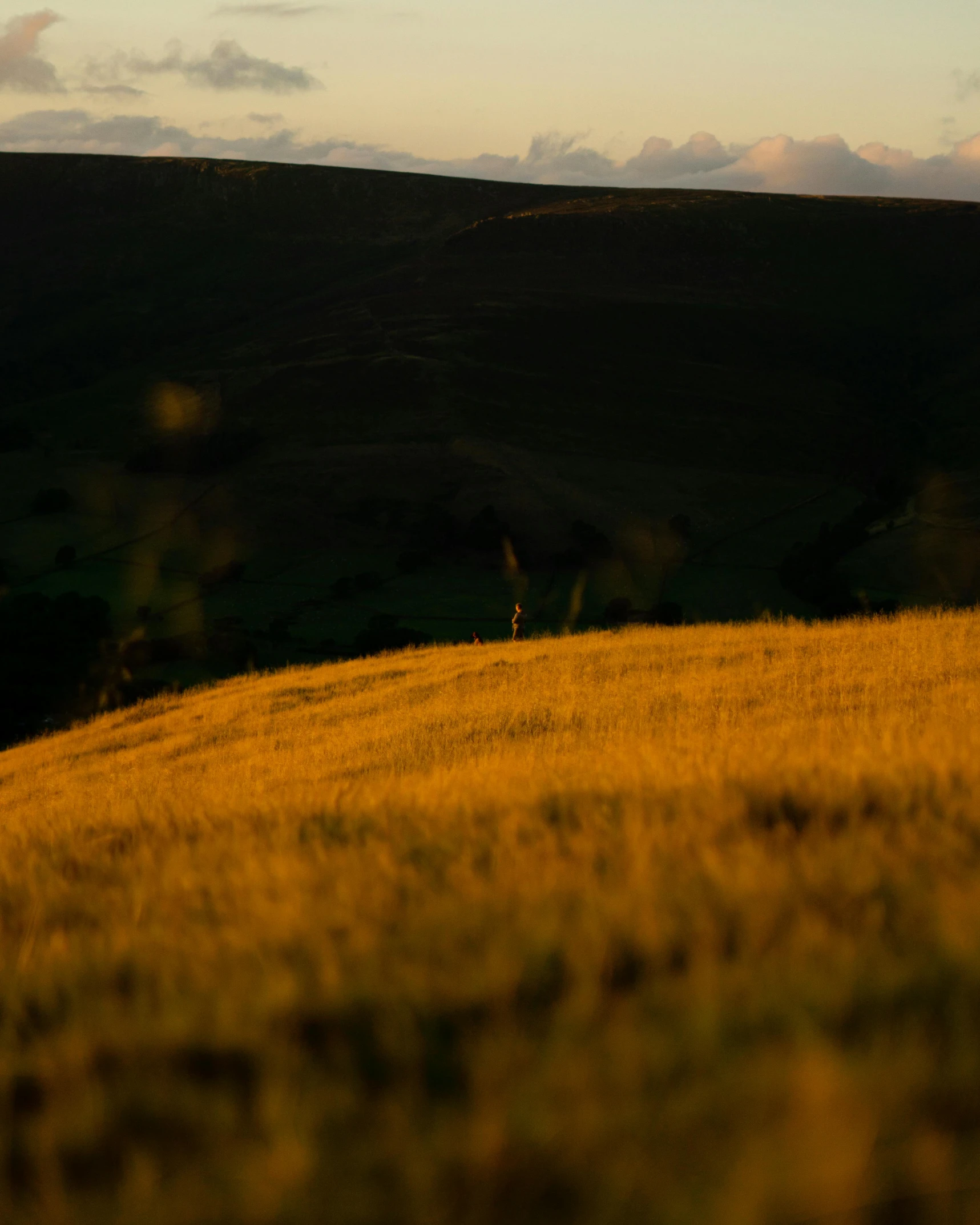 an image of a yellow field at sunset