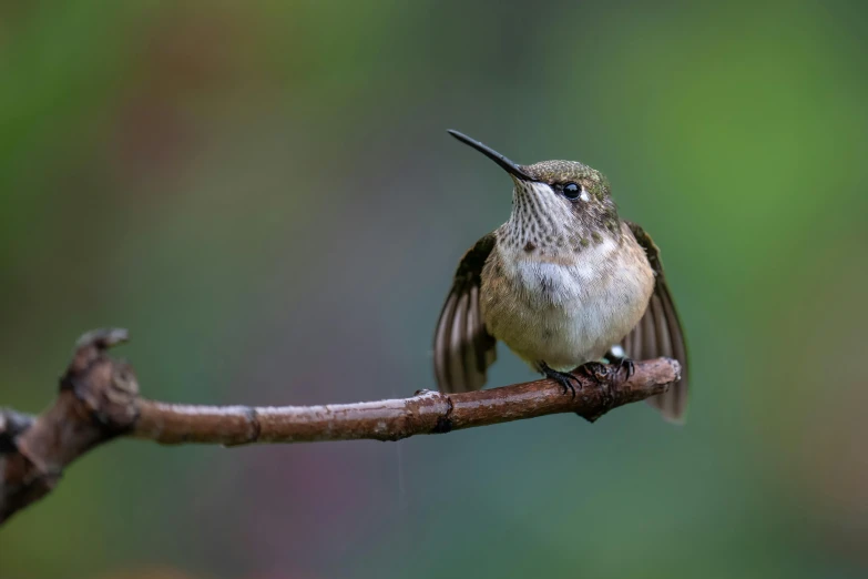 a hummingbird perches on a tree nch outside