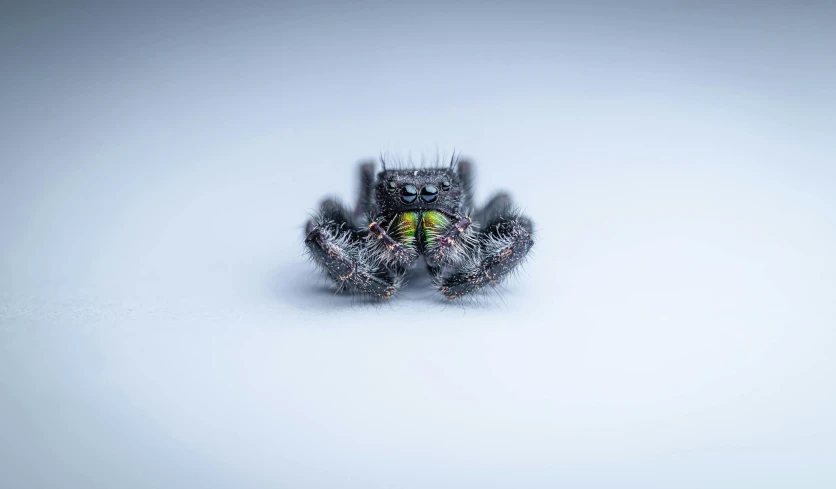 an animal on snow covered ground with a blurry background