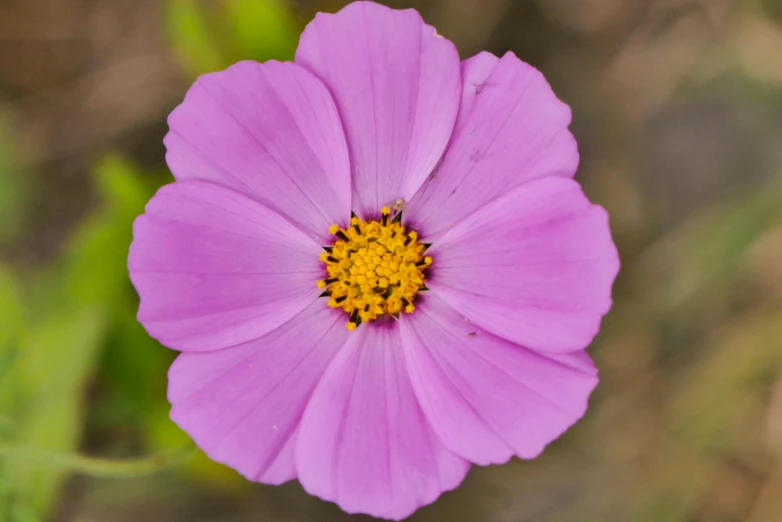 a purple flower sitting on top of a lush green field