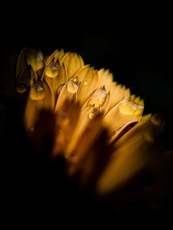 some water drops are covering the flowers petals