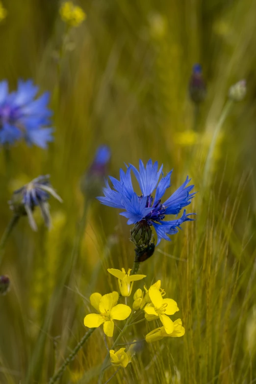 a flower with blue petals is in some wildflowers