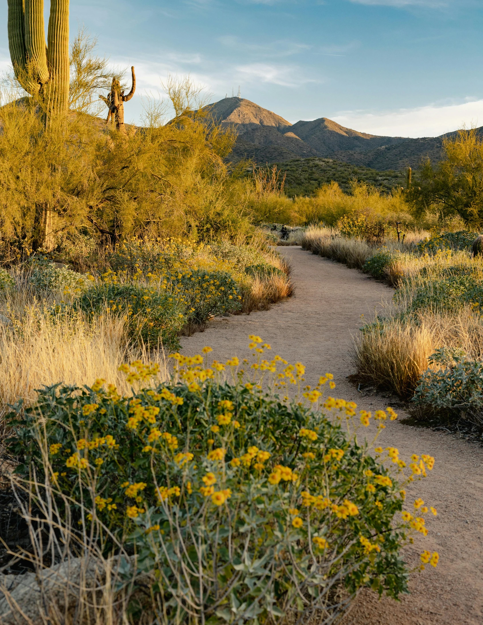 an arid desert with a trail in the center, and many bushes growing in the middle