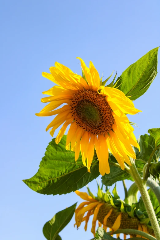 a large sunflower sits in a garden, on a clear day