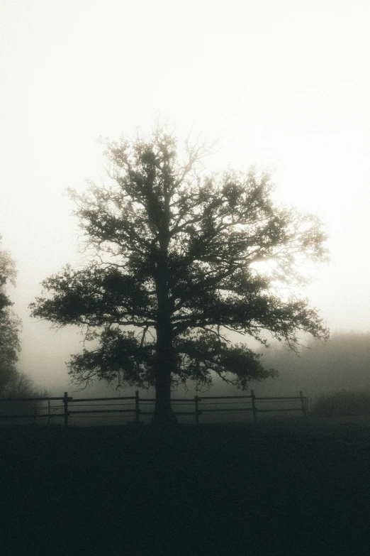 a single tree is in the fog in a pasture