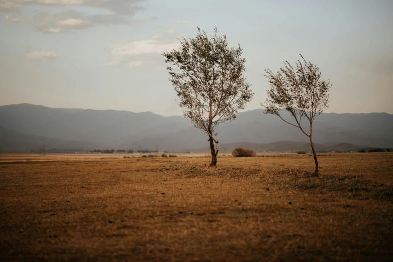 two trees standing next to each other in a dry field