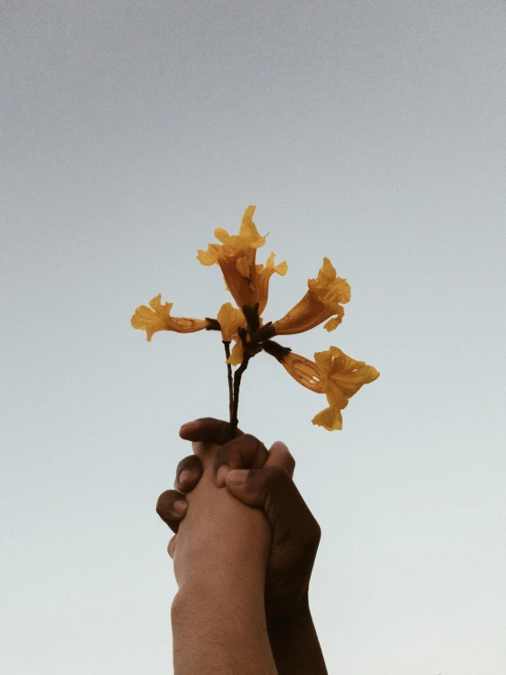 a person holding a yellow flower in their hand