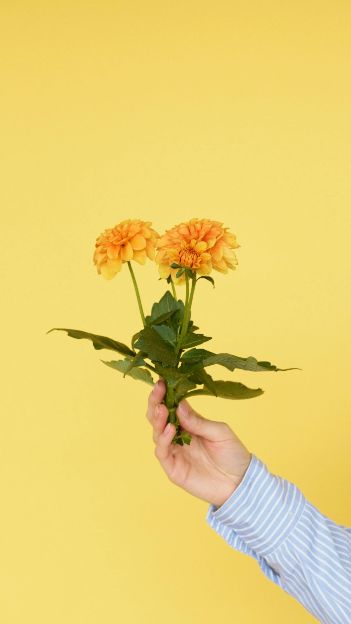 a hand holding a bunch of flowers against a yellow background