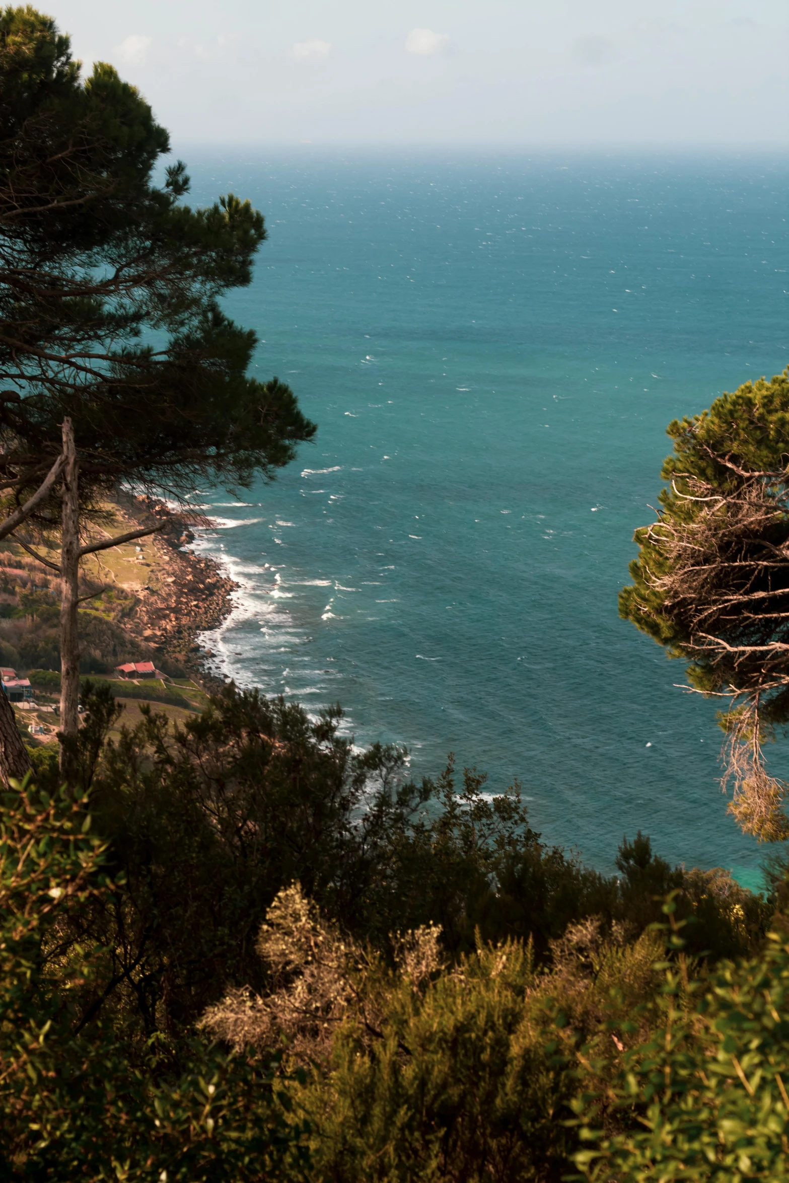 trees are near the ocean and the water