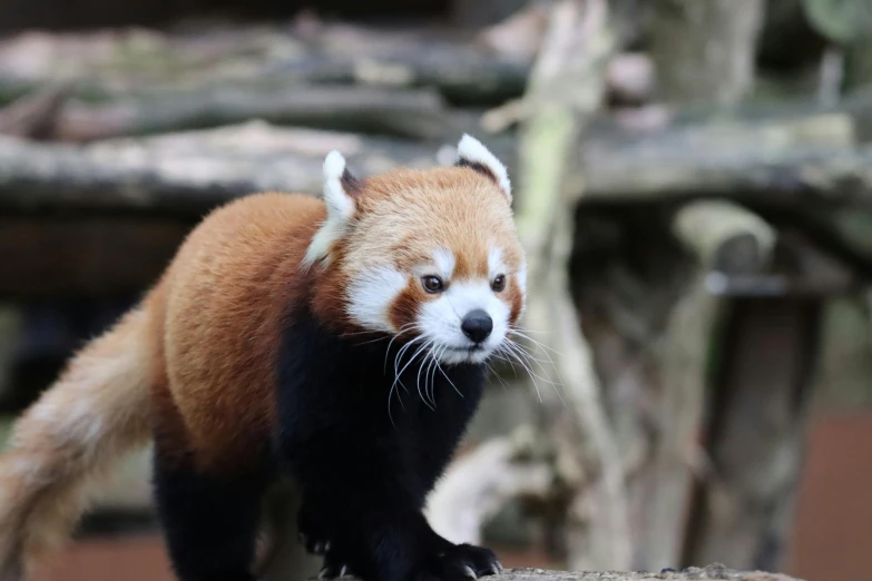 a small red panda on top of wood